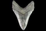 Fossil Megalodon Tooth - Georgia #112615-2